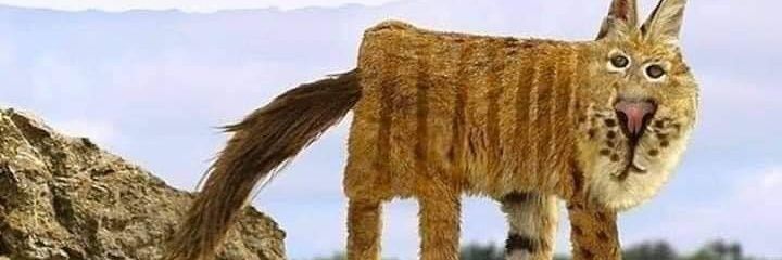 Aandissu's profile banner image