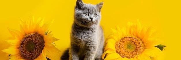 quirky banner