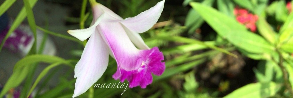 maan_taj's profile banner image