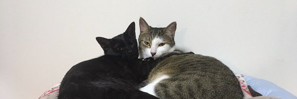 kouboujp Profile Banner