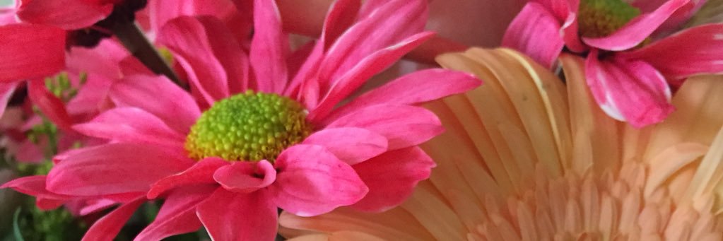 LoriAnn Sheffield banner