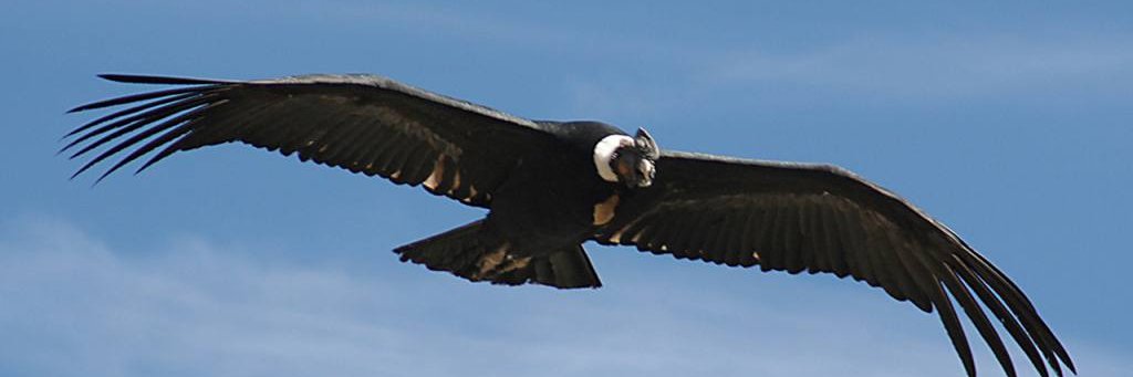 El_Condor_MP's profile banner image