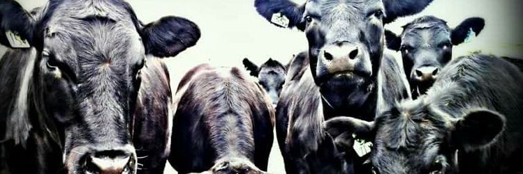 darrellmorvik's profile banner image