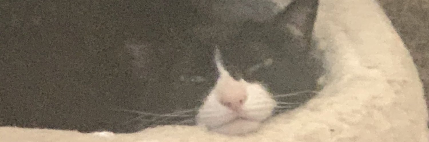 stinkycatboyf's profile banner image