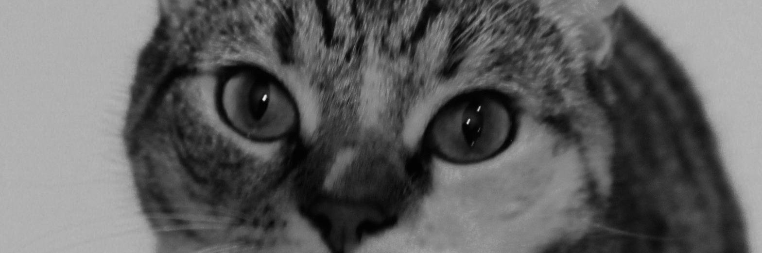 JenStevens's profile banner image