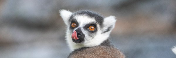 ucarion Profile Banner