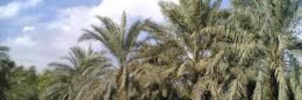 olyan_2000 Profile Banner