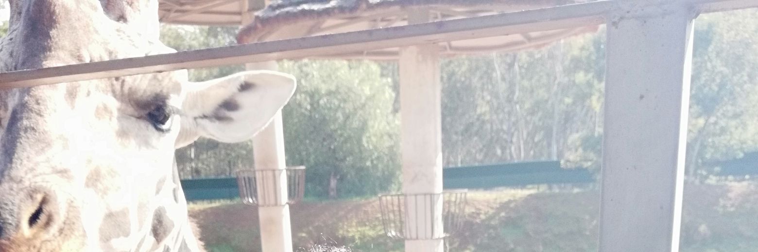 Wafafall's profile banner image