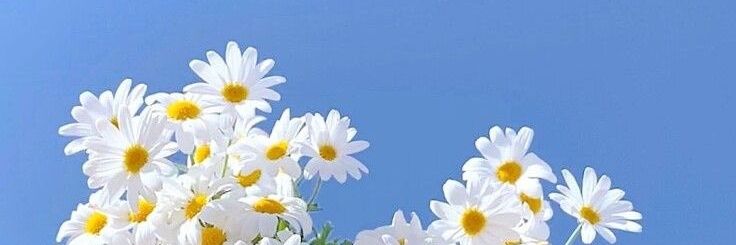 trimetilsantin's profile banner image