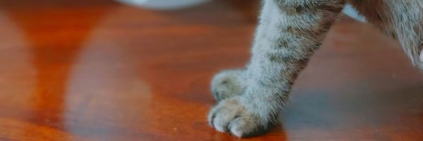 licelleann Profile Banner