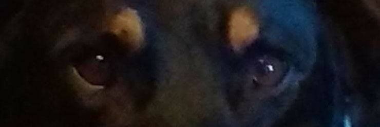 🌸Amanda Refusenik banner