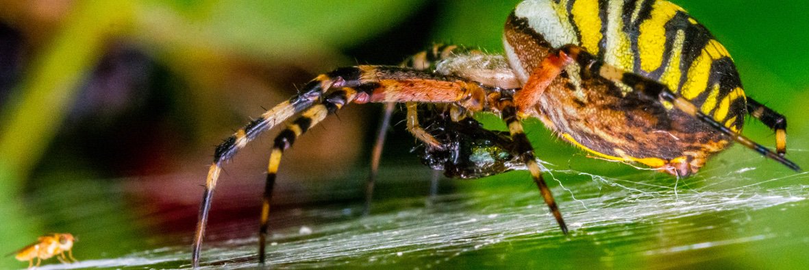 Gerald Burgstaller banner