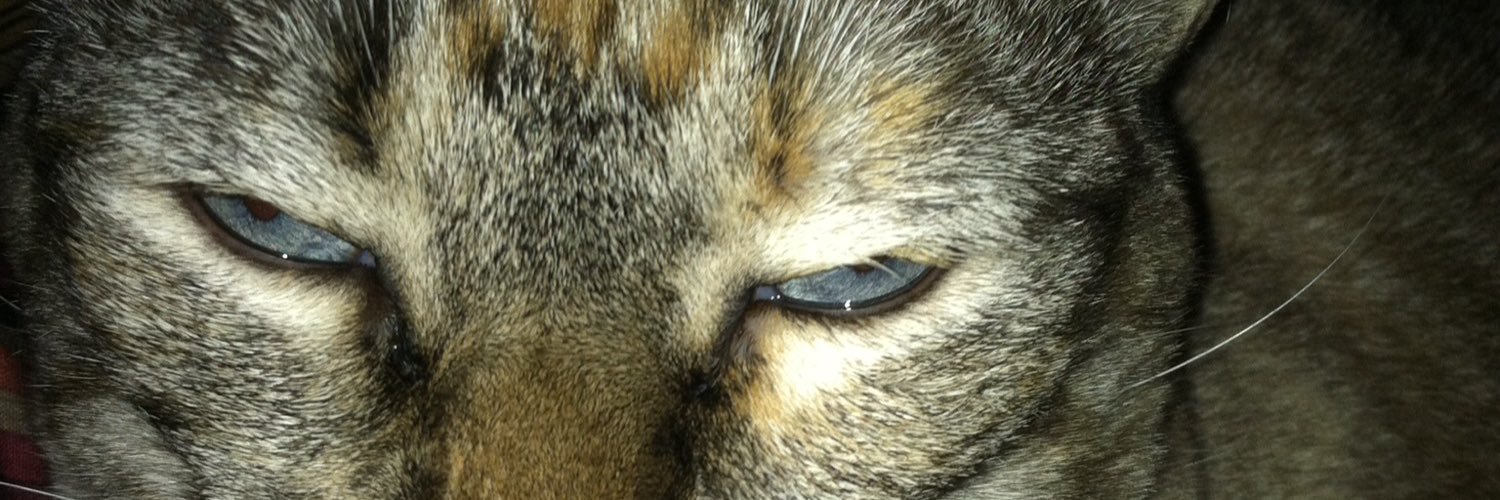 ThePsychoKittyD's profile banner image