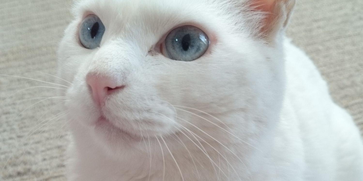 cubesugan's profile banner image