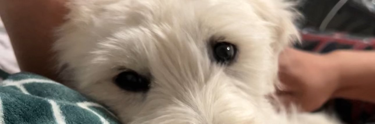 deeshdAisy's profile banner image
