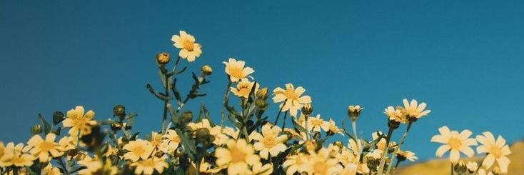 Andrea (🐝 era) banner