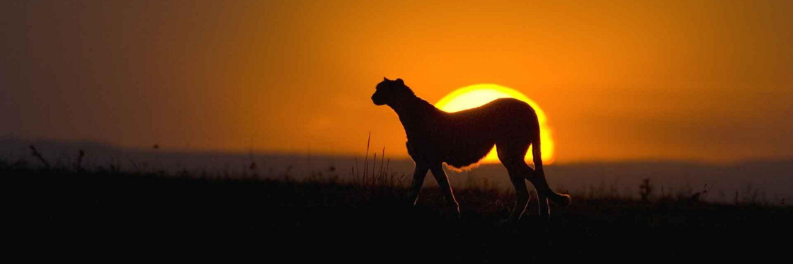 Konstantinos Tsanis banner