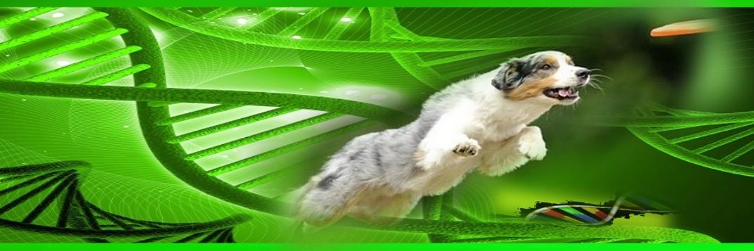 TeloDog's profile banner image