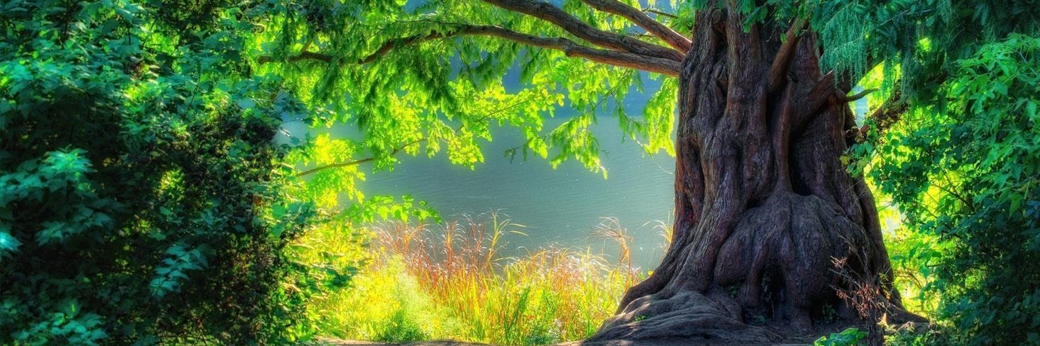wshihadh's profile banner image