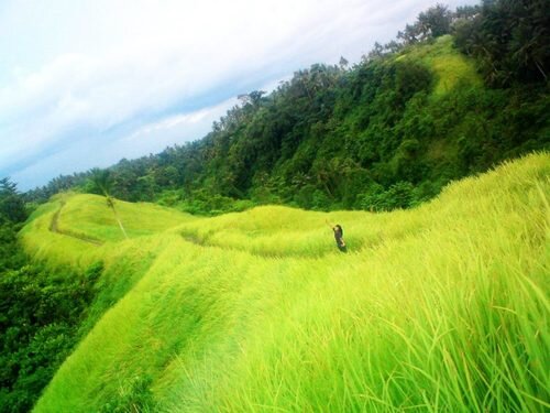 anggrealli's profile banner image