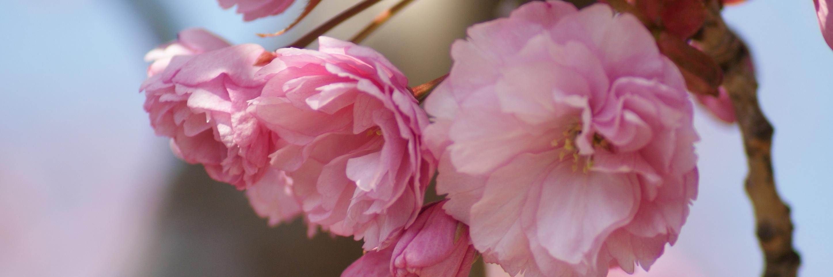 Monuta Den Haag banner