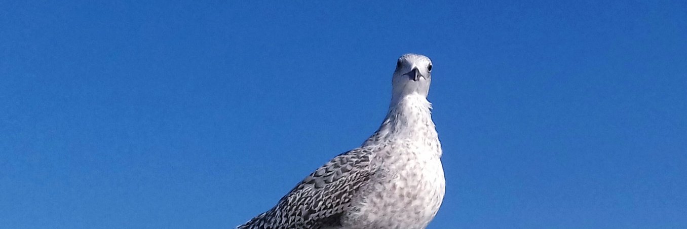 fotoyolo's profile banner image