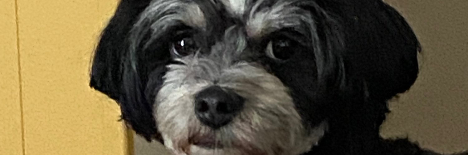 Sue MOORE 🇦🇺 banner