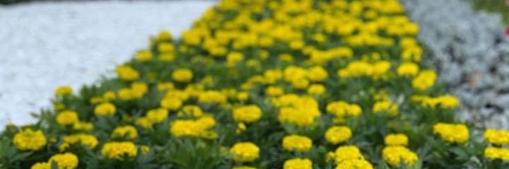 afaf_ty's profile banner image