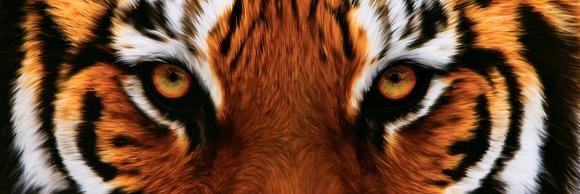 CubsToTigers's profile banner image