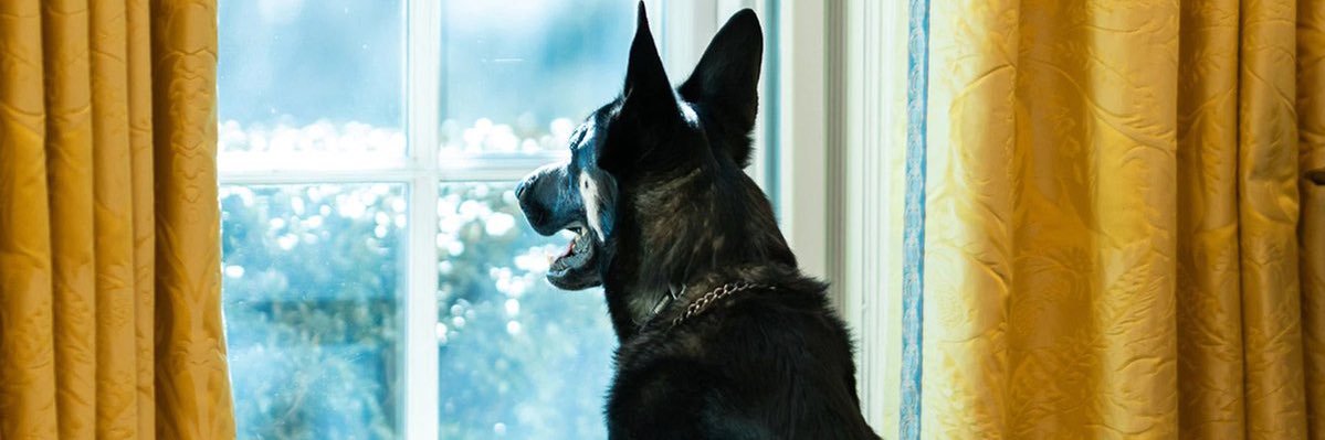 magno ambitu integrorum banner