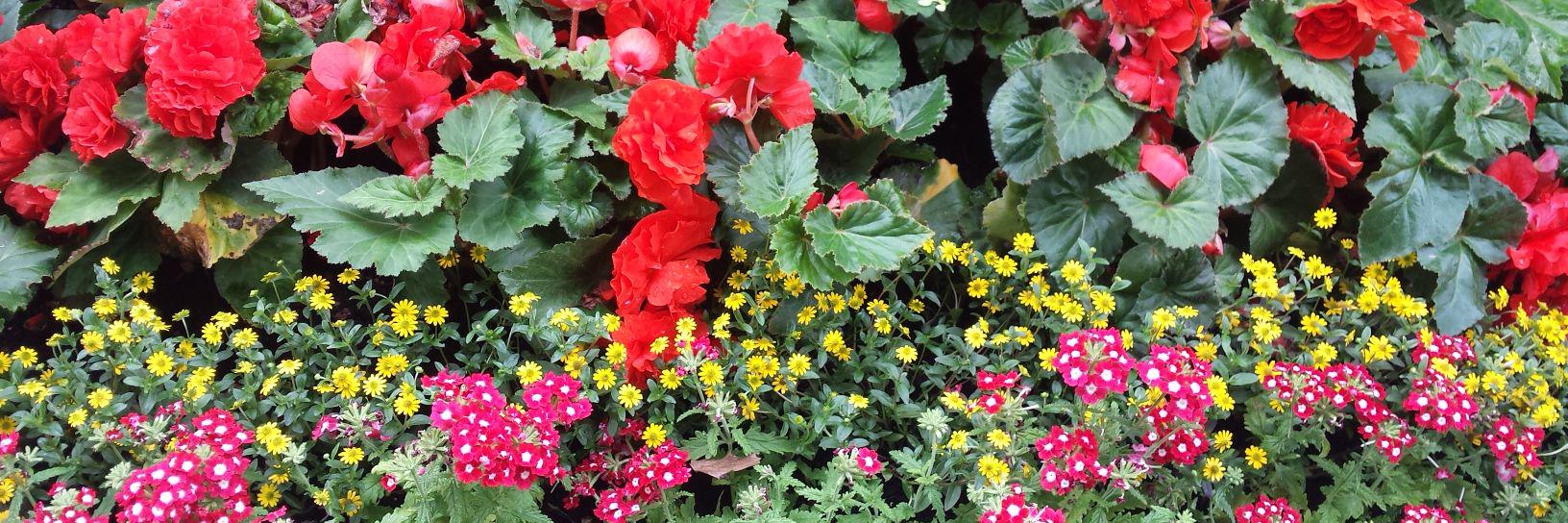 TheDafni's profile banner image