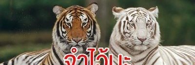 chp_ph9@hotmail.#@ยกเลิกบำนาญ สส เหี้ยๆ banner