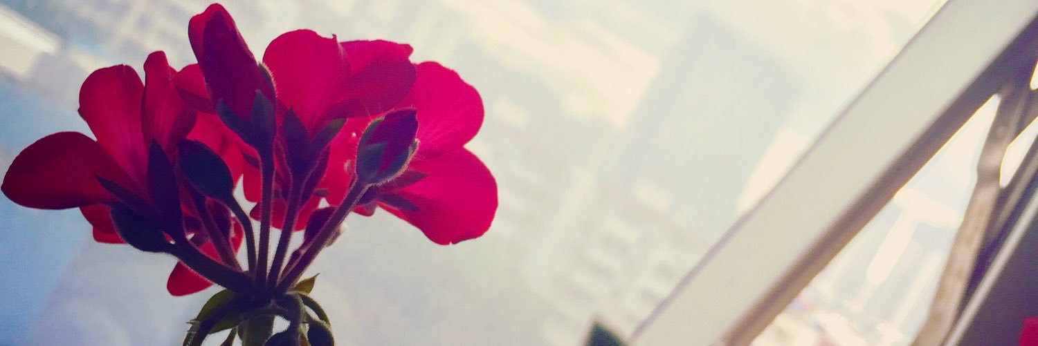 XShengying's profile banner image