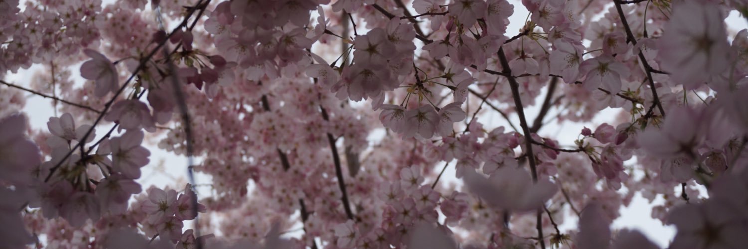 PolechettiMia's profile banner image