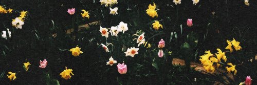 sntshaf's profile banner image