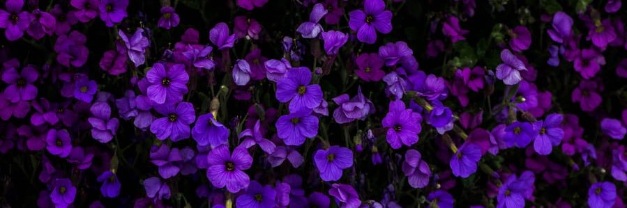 Margaux_Cholvin's profile banner image