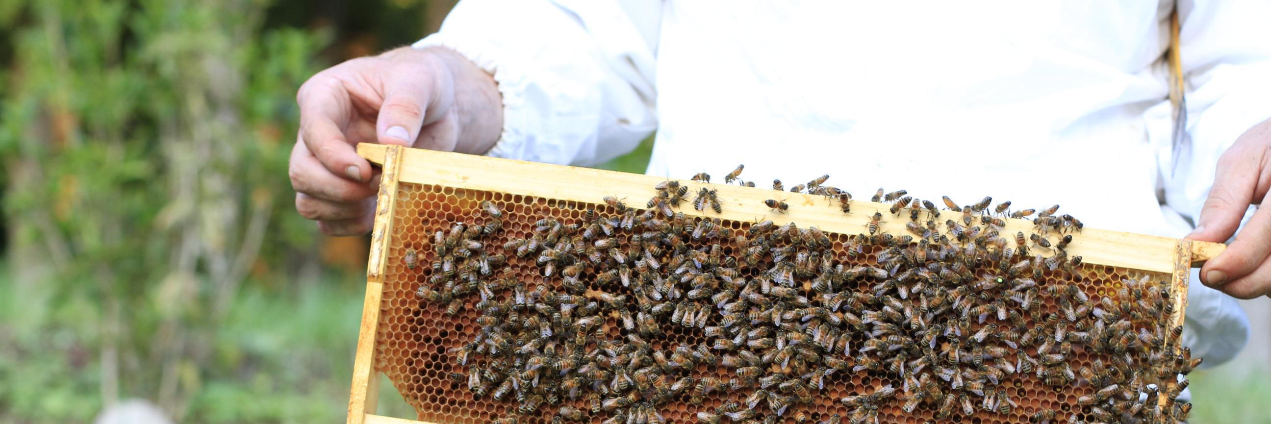 Foxhound Bee Company banner