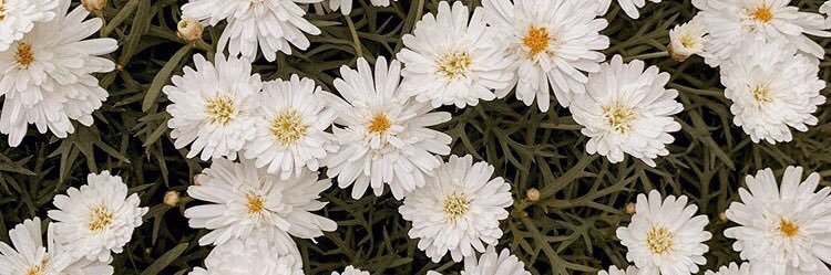 anggrayenny's profile banner image
