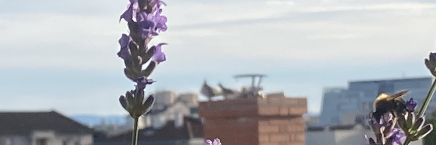 ibe_pro's profile banner image