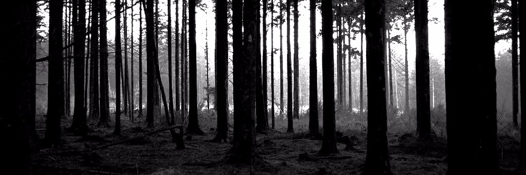 Pablo Noir banner