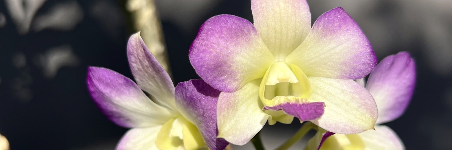 BELLDeena's profile banner image