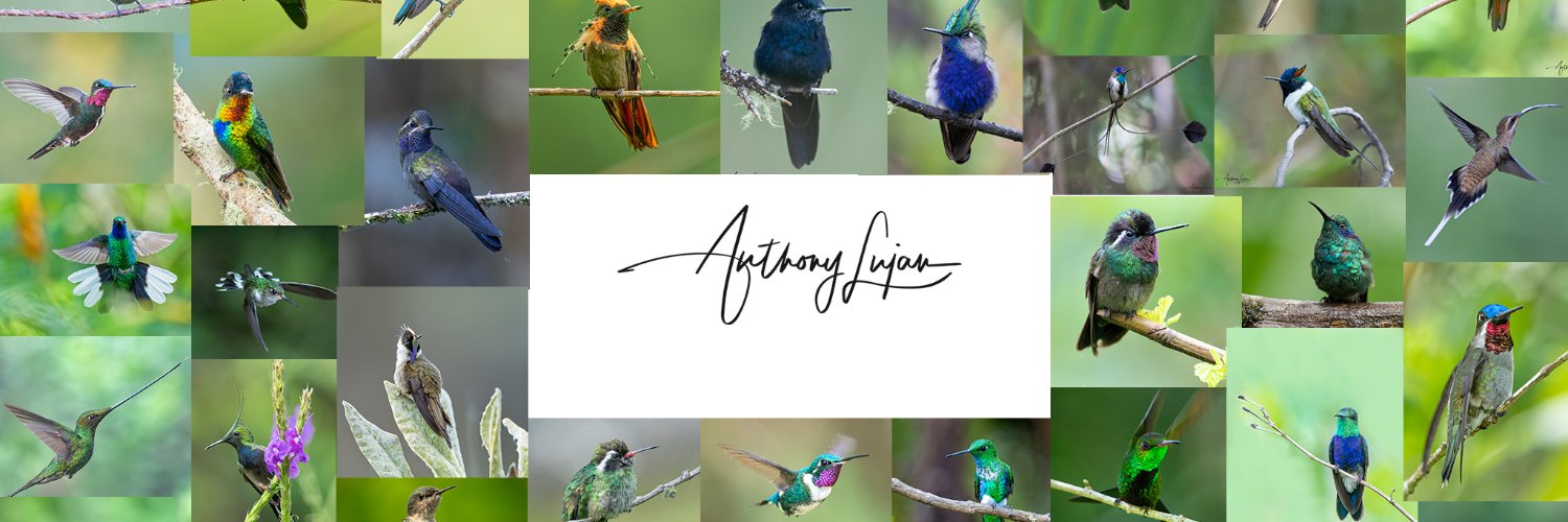 anthonylujan's profile banner image