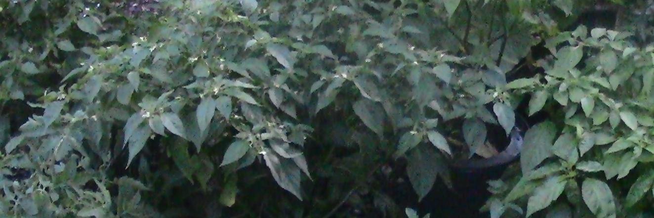 hydrochilli's profile banner image