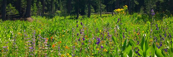 SagehenCreekFS Profile Banner