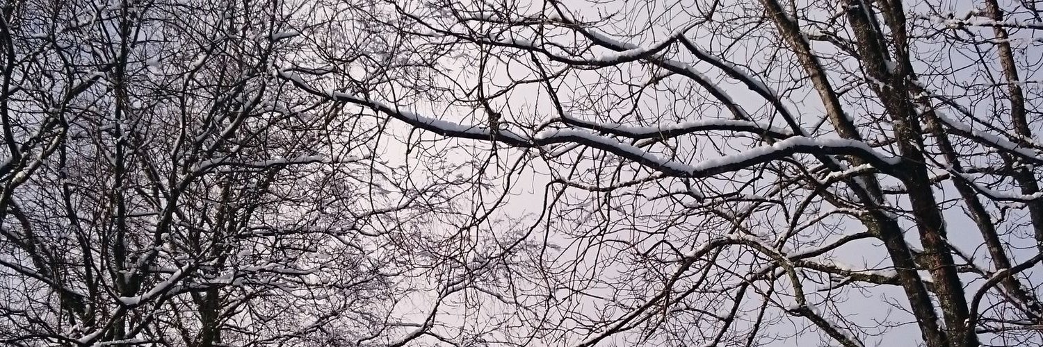 ReikoShimano's profile banner image