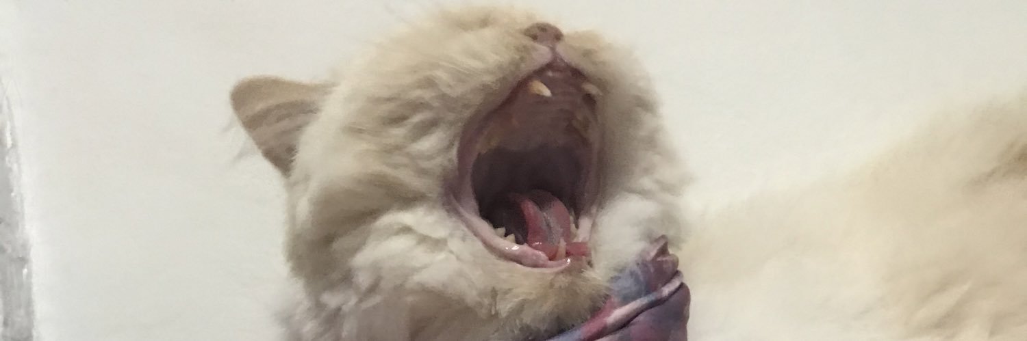 seabellss's profile banner image