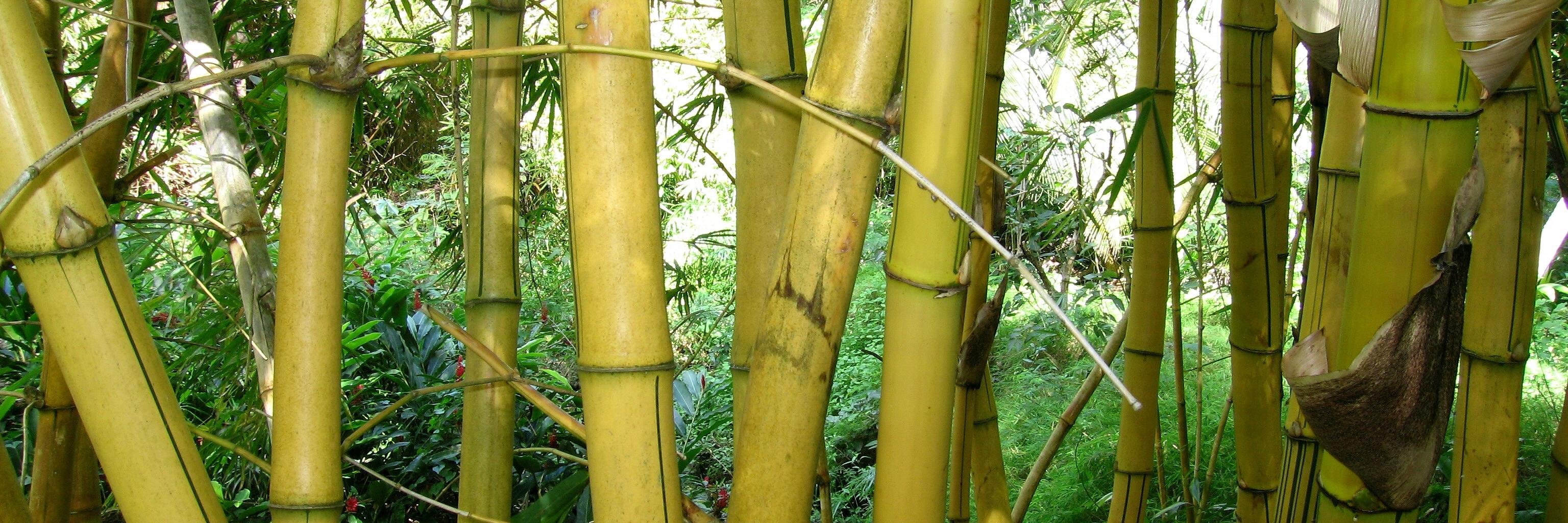 BambooAcupunct's profile banner image