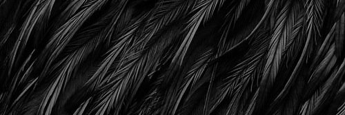 sable_swan's profile banner image