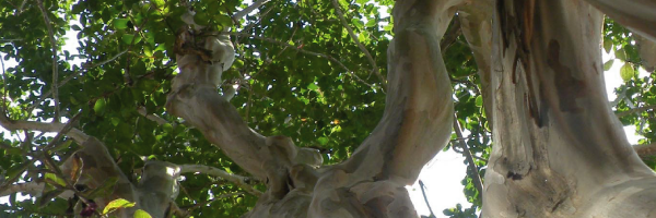 treessc's profile banner image
