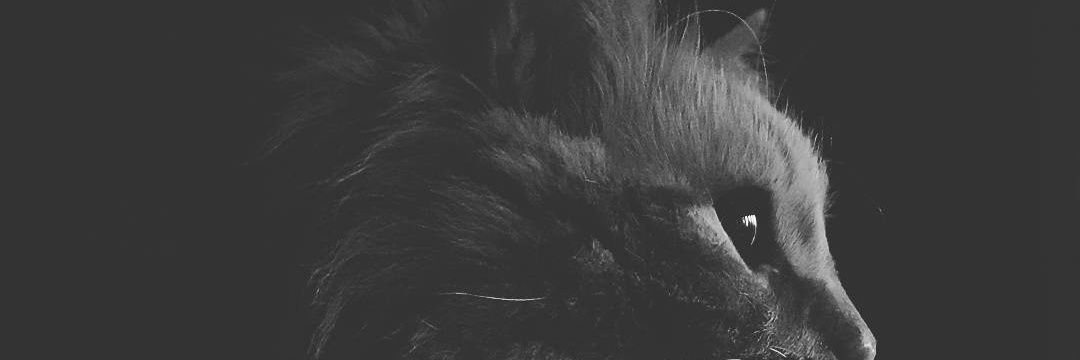 vvidfy's profile banner image